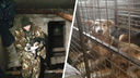В Самаре из подвала жилого дома спасли 7 щенков
