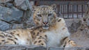 Снежного барса отправят из новосибирского зоопарка в Красноярск