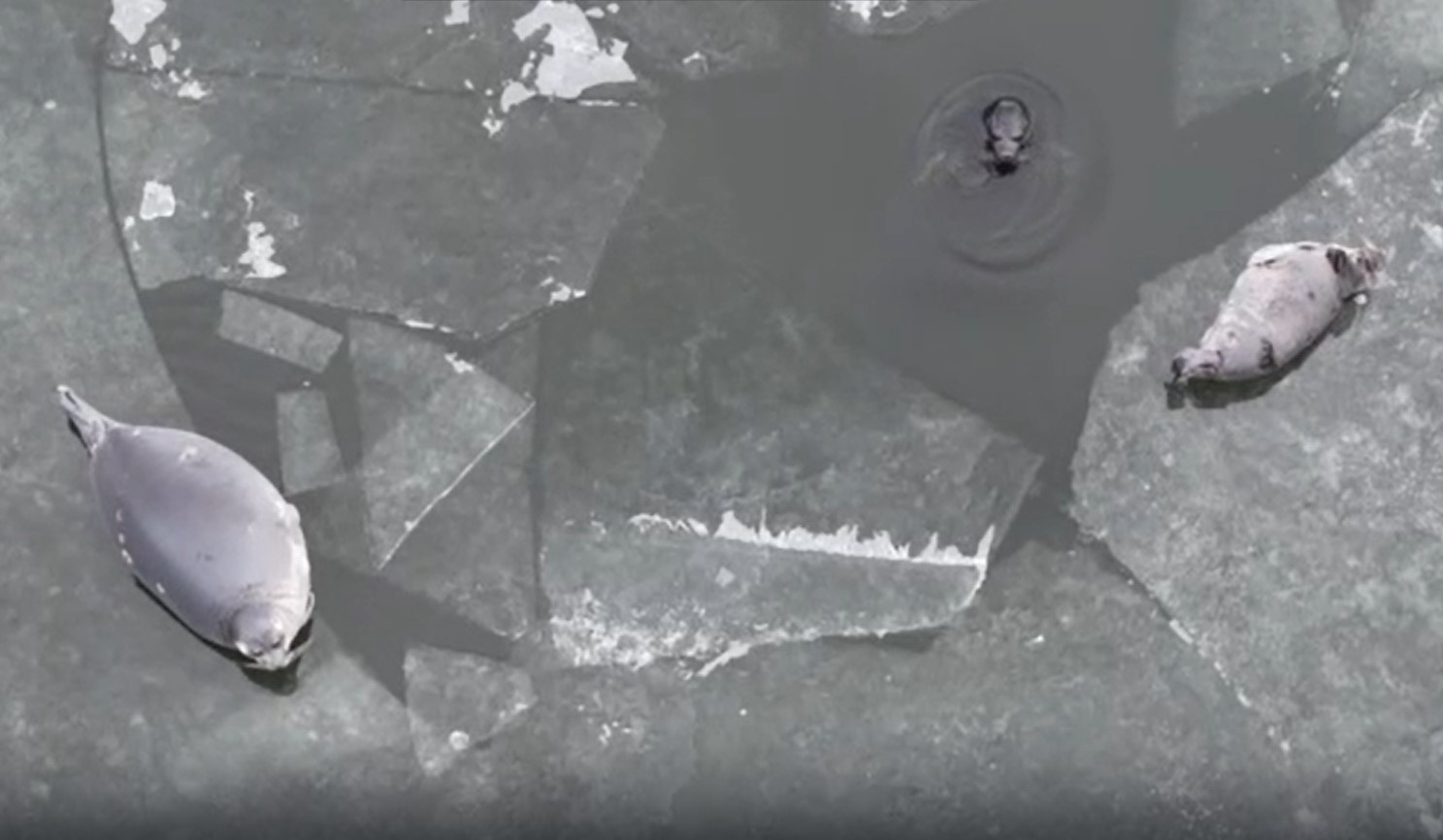 Нерп засняли с квадрокоптера на первом льду Байкала
