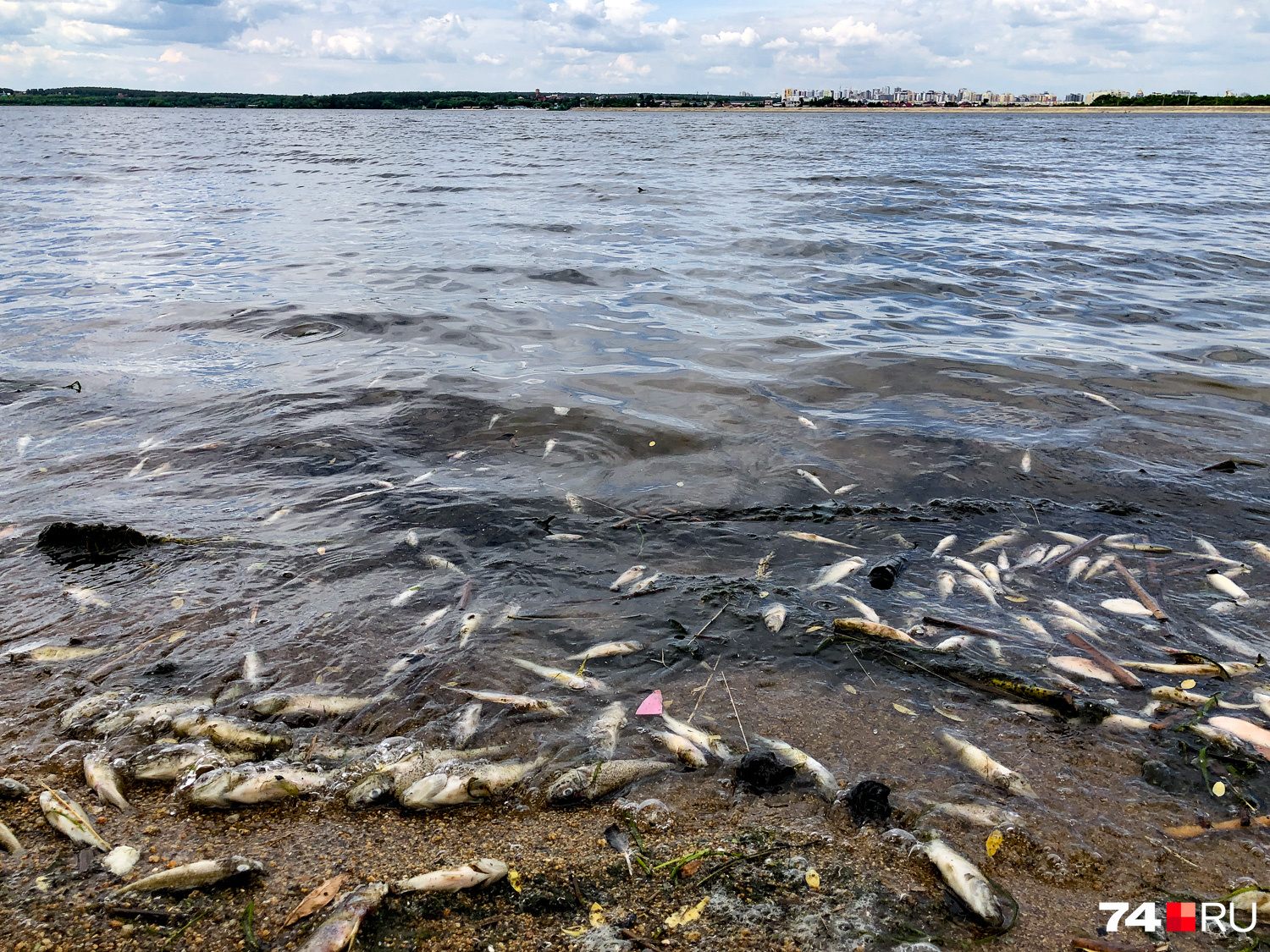 взрывы в водоеме. рыба выбросилась на берег. взрывают рыбу. взрывают рыбу. ловля рыбы динамитом.