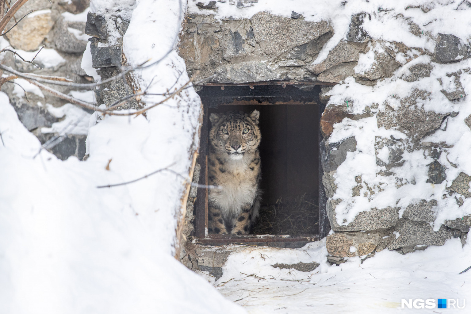 Самый скрытный представитель кошачьих снежный барс прячется и от посетителей