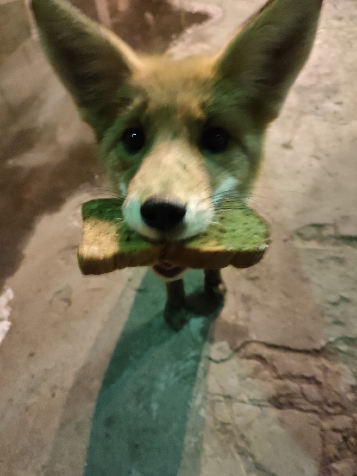 А еще кушает прямо с рук! А еще кушает прямо с рук!