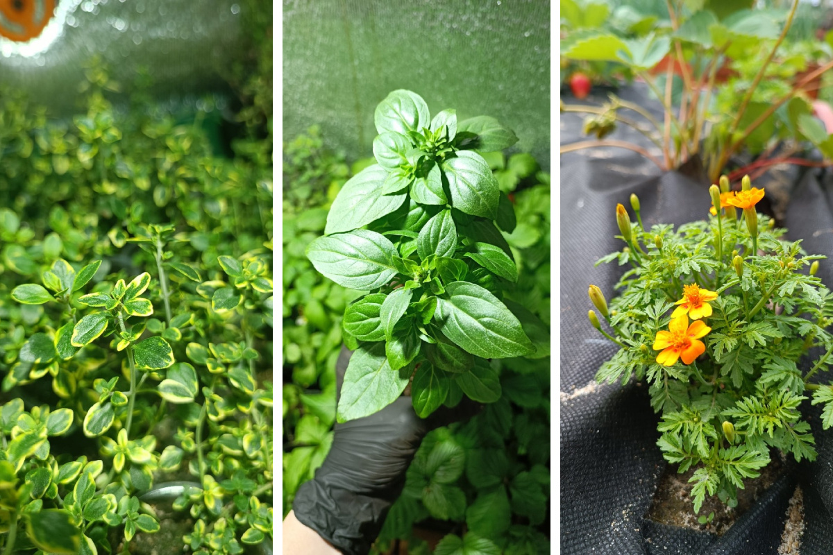Цветы и зелень отпугнут вредителей: растения, спасающие огород от слизней, бабочек и гусениц — внушительный список
