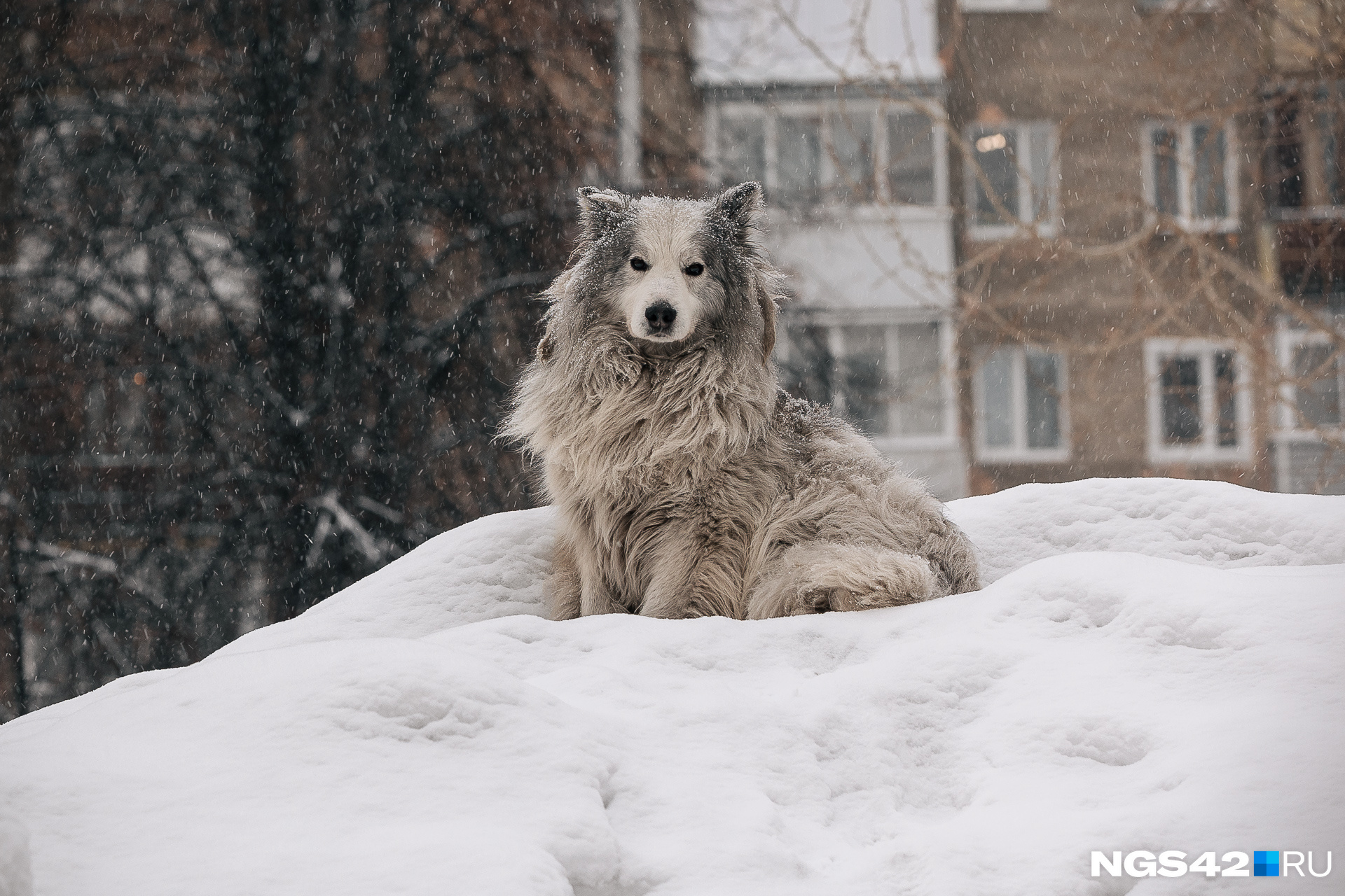 Милый пес стал городской легендой. Мы <a href="https://ngs42.ru/text/animals/2022/12/10/71886260/" class="_" target="_blank">рассказывали</a> его историю