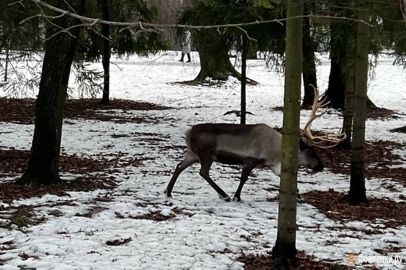 Олень. Мордовский заповедник животный мир жуки. Панты оленя. Мордовский заповедник животный мир жуки. Как получить оленя.