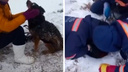 «Умная собака ухватилась за веревку зубами»: спасатели достали овчарку из глубокой ямы — захватывающее видео