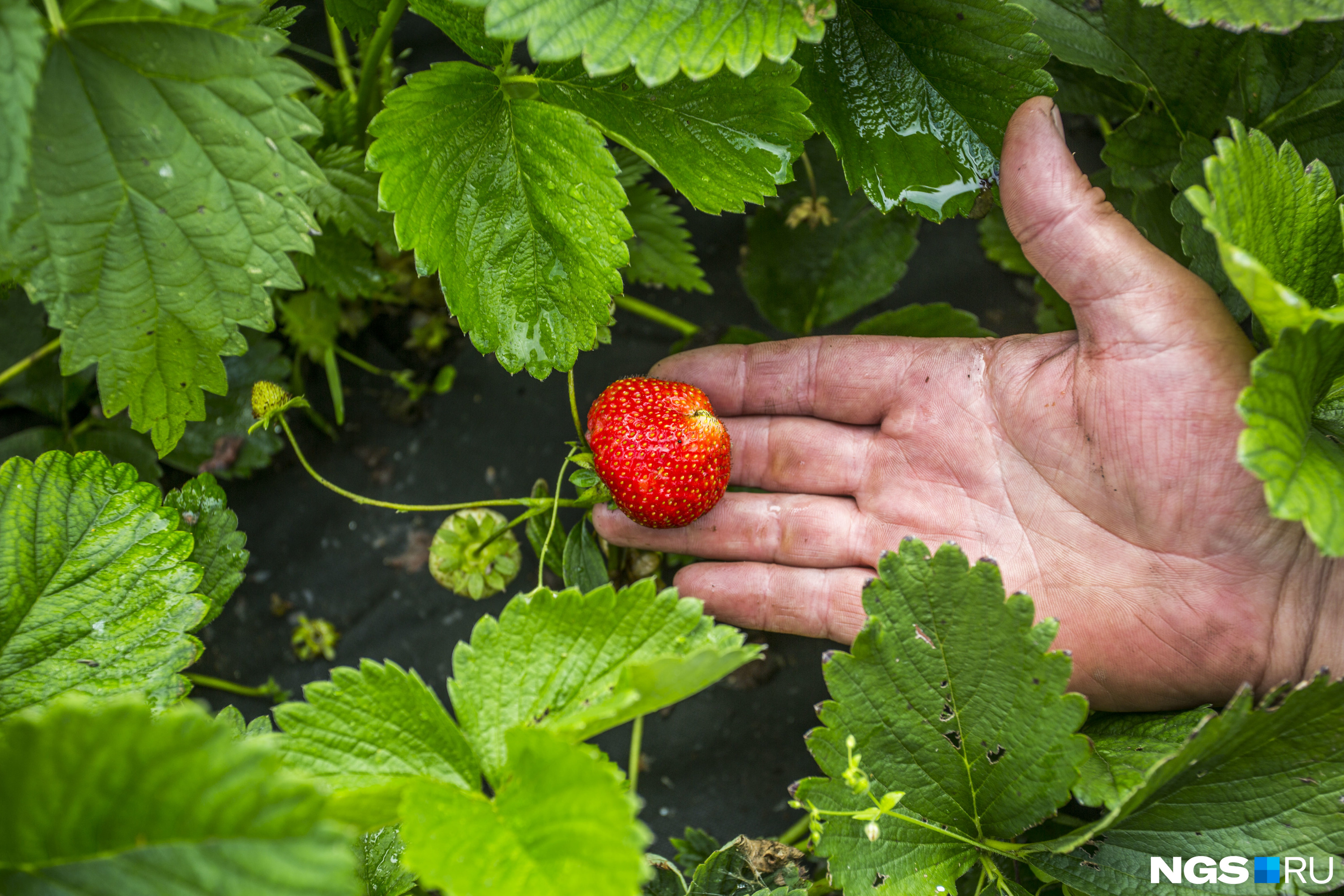 Что делать с клубникой после сбора урожая, чтобы собрать сладкие ягодыследующим летом - 31 июля 2022 - НГС