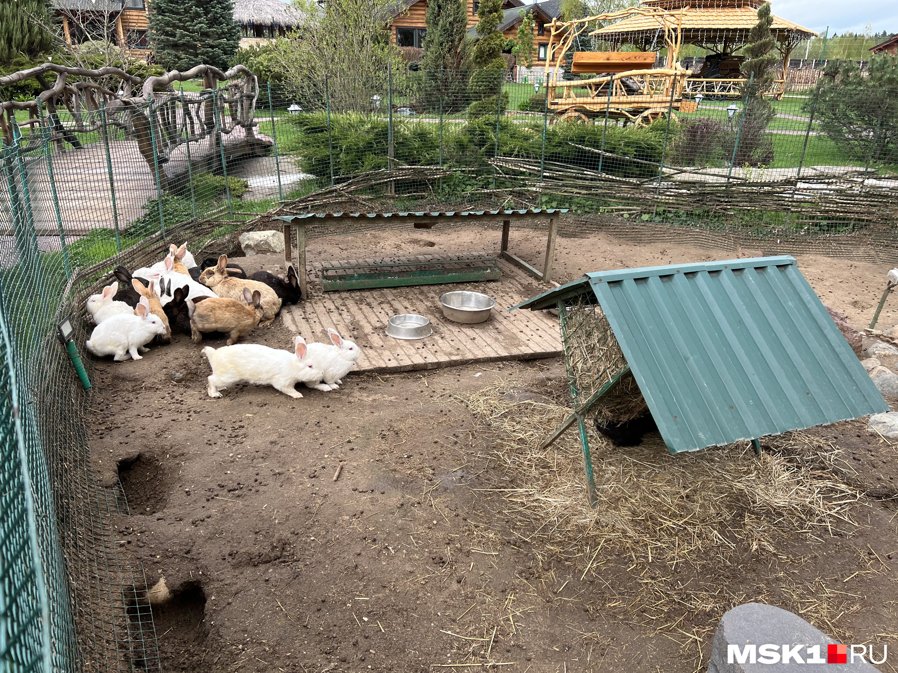 Местный зоопарк Местный зоопарк