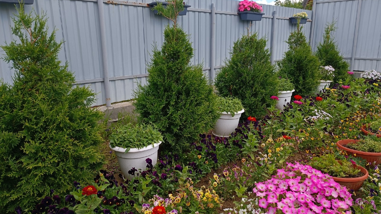 Если серый забор надоел: как вырастить живую изгородь на даче — список самых подходящих растений