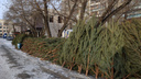 Челябинская мэрия утвердила места продажи елок. Ищем ближайший адрес