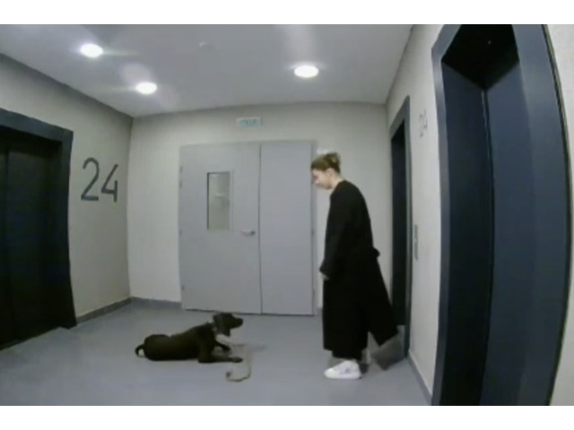 В Химках хозяйка избила свою собаку в подъезде: видео, подробности 8 ...