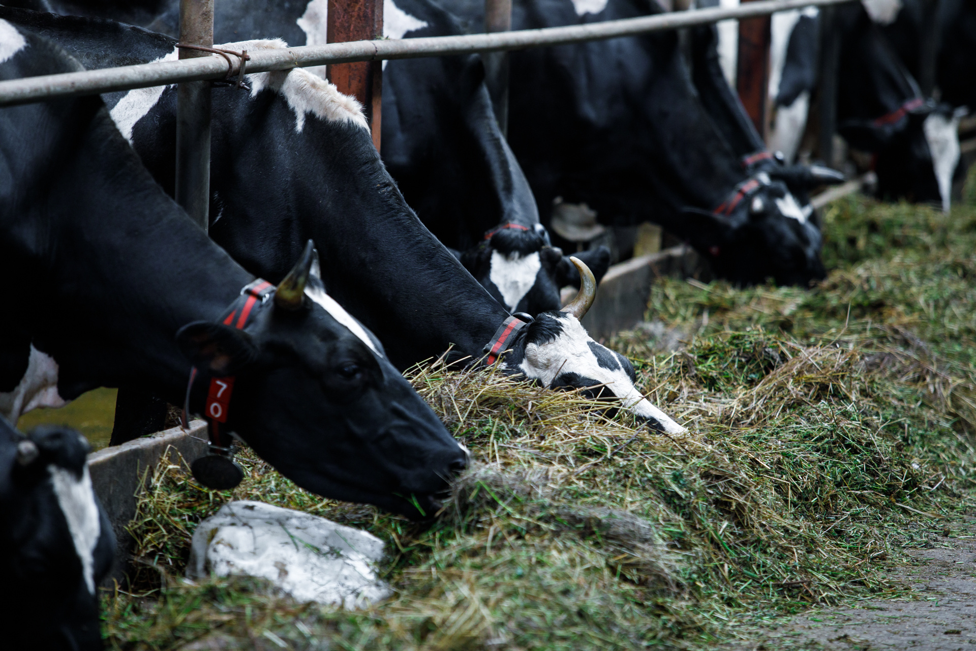 Молоко на завод поставляют с 24 ферм из близлежащих районов