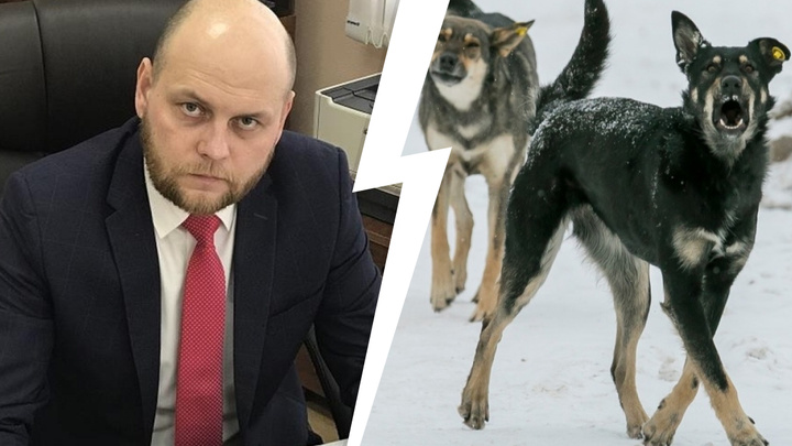 Уже второй глава УДИБа попал под уголовное дело за плохой отлов собак в Красноярске