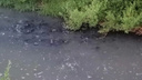 «Запах жуткий»: в Ярославской области сперва побелела, затем почернела река, впадающая в Волгу