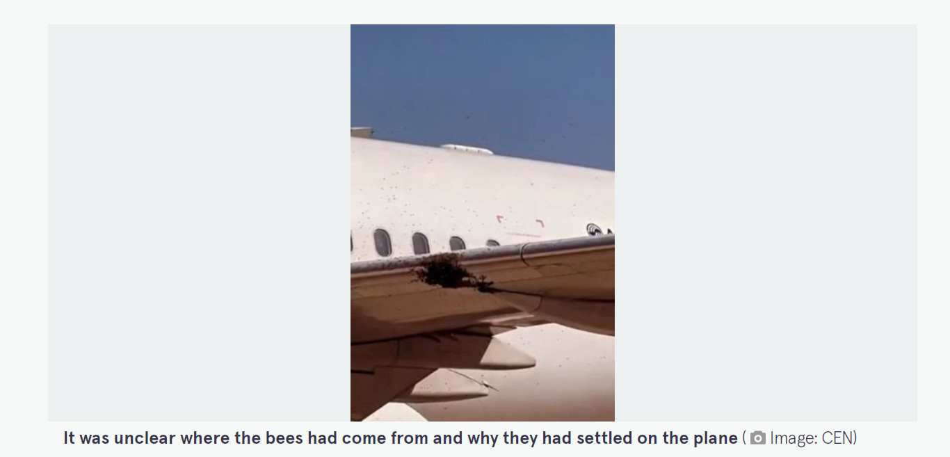 Самолет не смог вылететь из Рио-де-Жанейро из-за гигантского роя пчел у двигателя