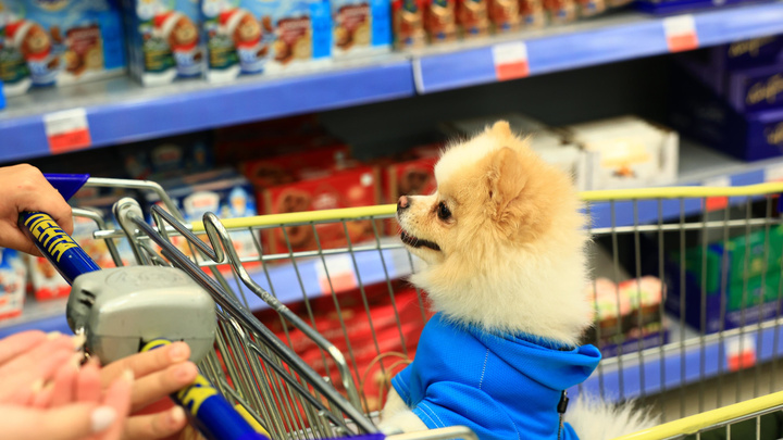 «Это деградация»: покупатели поспорили, можно ли в супермаркетах возить детей и животных в тележках