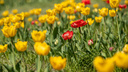 На Михайловской набережной распустились тюльпаны — показываем 15 весенних фото из Новосибирска