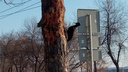 «Птица в поисках больных деревьев»: на Первомайке заметили самого крупного в России дятла