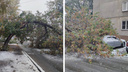 «Чудом не упало на нас»: дерево обрушилось на три машины на улице Бориса Богаткова