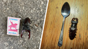 Рогатые гиганты: публикуем фотоподборку жуков, которые обитают в Самаре