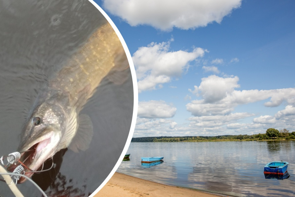 Какие виды рыб обитают в Рыбинском водохранилище