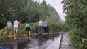 В Онеге сильный ветер повалил деревья и оставил дома без электричества