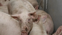 Жителям Самарской области выплатят компенсации за изъятых свиней