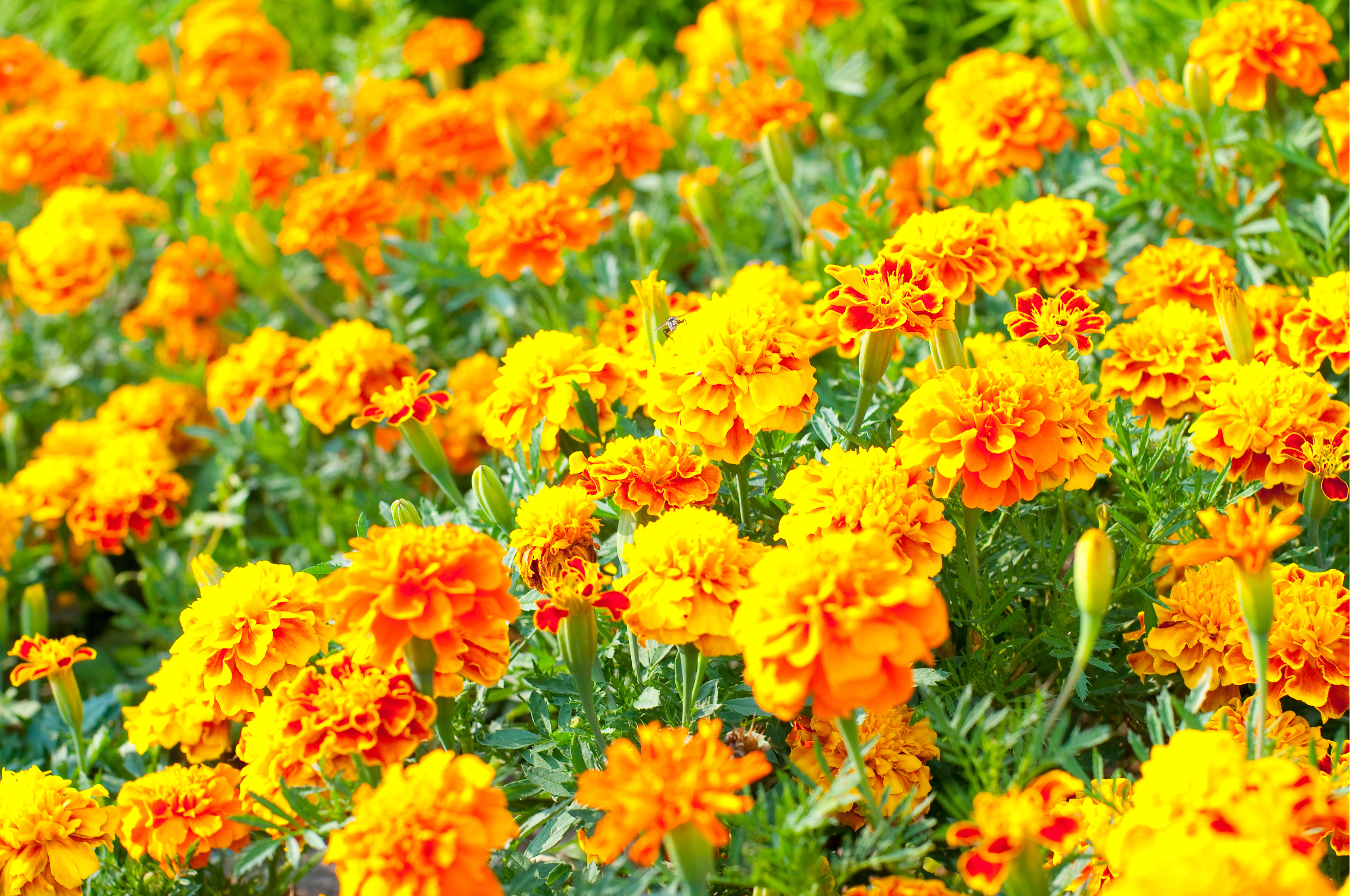 Бархатцы — одни из самых популярных цветов