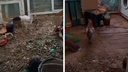 Жительница Лесосибирска устроила курятник в своей квартире в многоэтажке