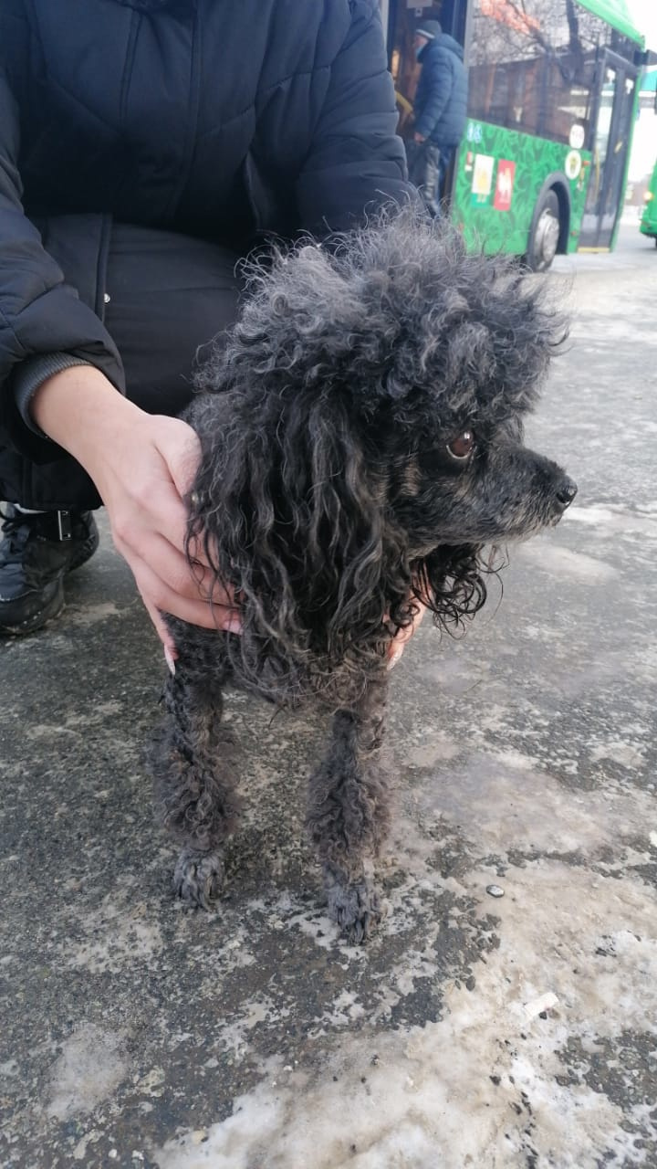 Собаку нашли в Ленинском районе. Она осталась одна в непривычной обстановке и явно напугана