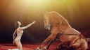 «Цирковой конь делает трюки»: в Новосибирске продают лошадь за полмиллиона рублей — что она умеет