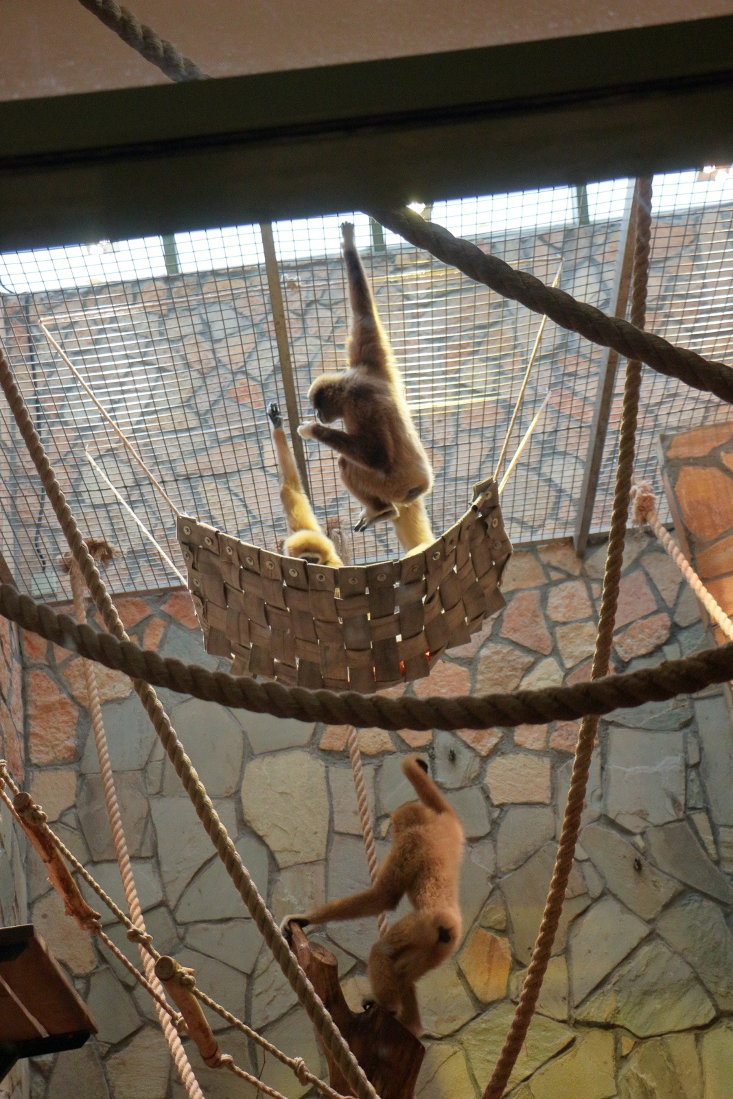 Ленинградский зоопарк показал необычные гамаки для экзотических животных