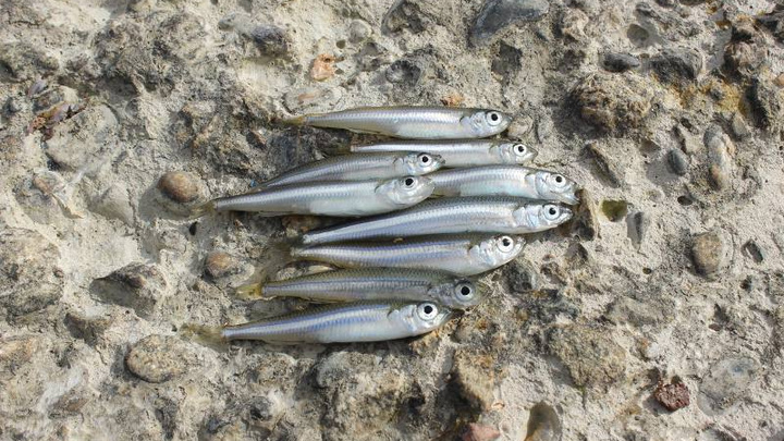 В Сочи погибла рыба в устье реки Псахе