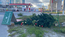 Валит деревья и сносит крыши: на Волгоград и область обрушился ураганный ветер
