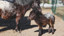 Кнопочка и Дива: в Ярославском зоопарке родились мини-лошадка и лама