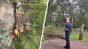 Следователи возбудили дело после падения дерева на ребенка в Нарымском сквере