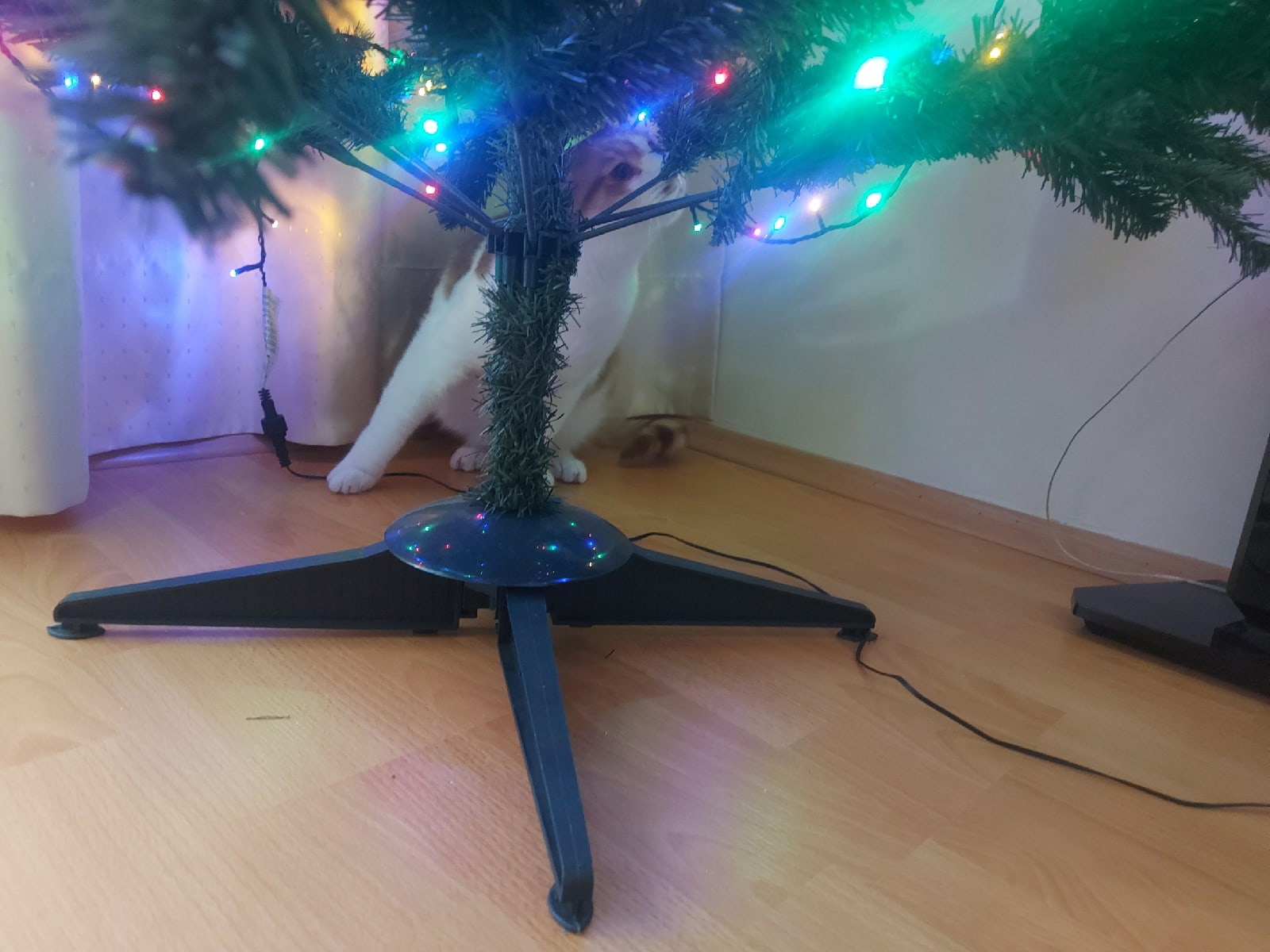 Что делать, чтобы кот не крушил новогоднюю елку: советы ветеринаров ...