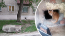 «Это живодерство»: коммунальщики замуровывают кошек в подвале — жильцы дошли до МВД