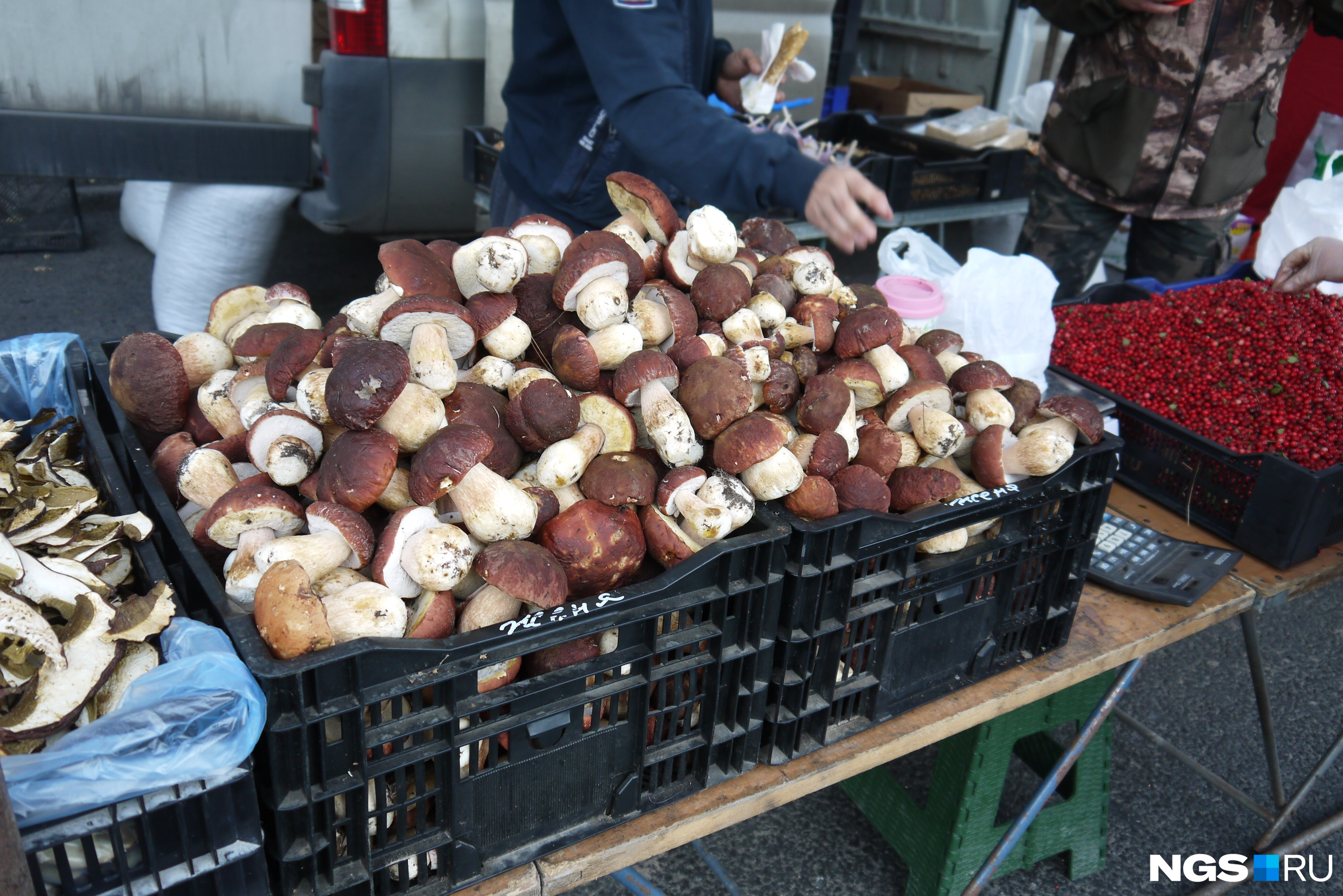 Свежие белые грибы по 600 рублей за килограмм