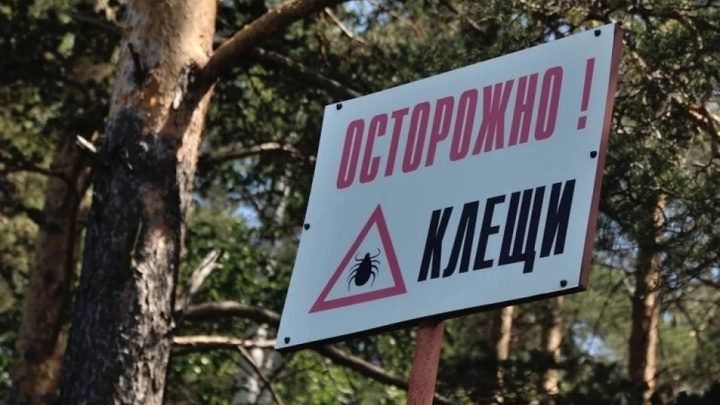 11 городов — особо опасные. Рассказываем, где в Свердловской области самые кусачие клещи