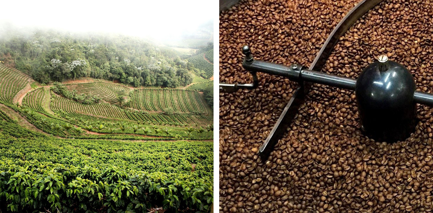 Зерно для COFFEE ANYTIME — 100% арабика с высокогорного региона Бразилии Альта Могиана