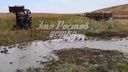 В Ростовской области после водопоя погибли 13 коров. Местные уверяют, что животных отравили