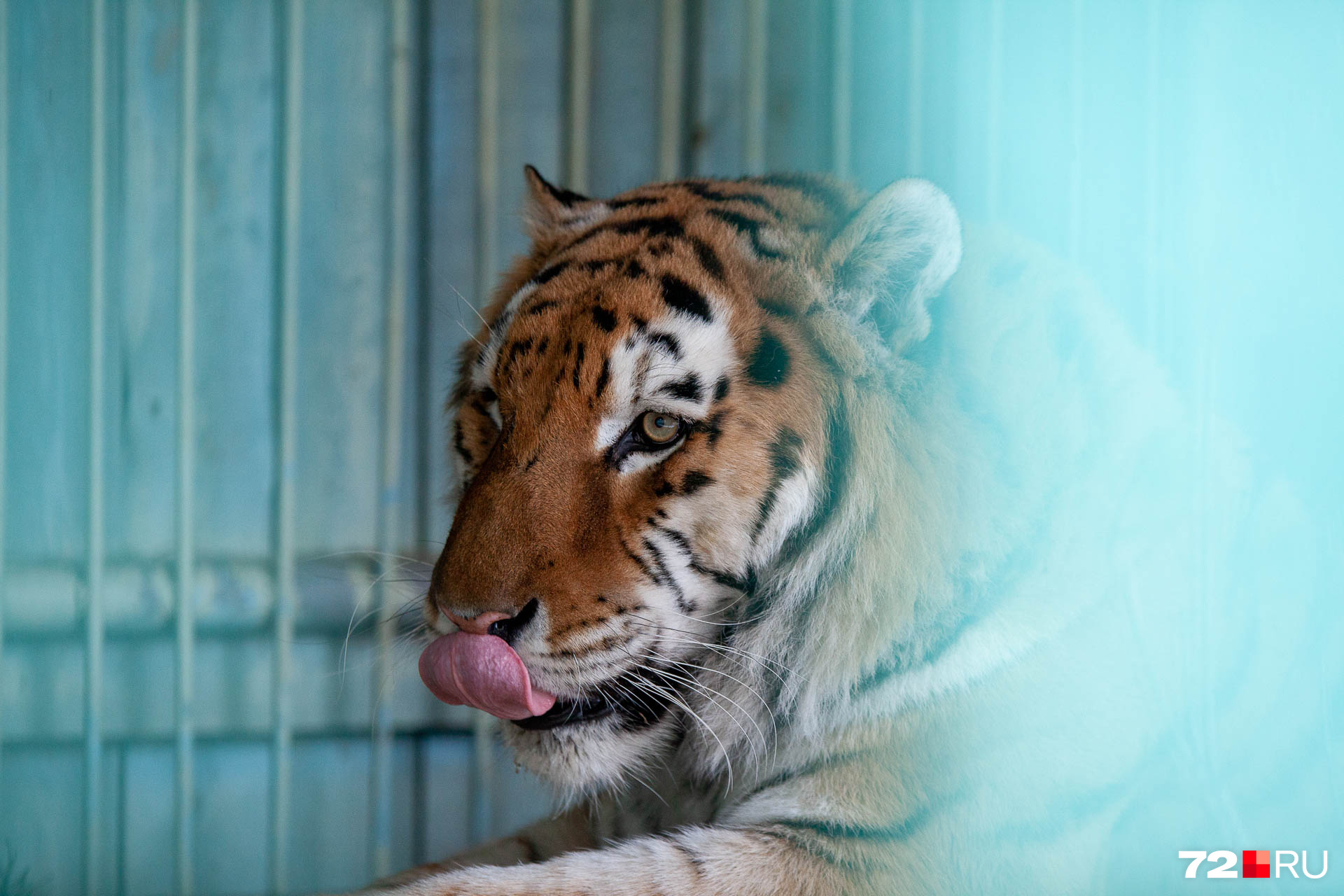 Амурские тигры, как Тоша, занесены в Красную книгу. В Тюменской области на таких больше посмотреть негде