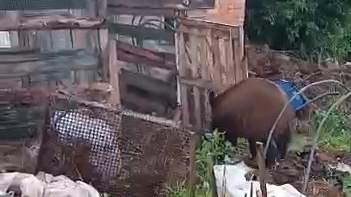 Кабан вышел из леса к людям: видео, где он разоряет огород в Новосибирской области