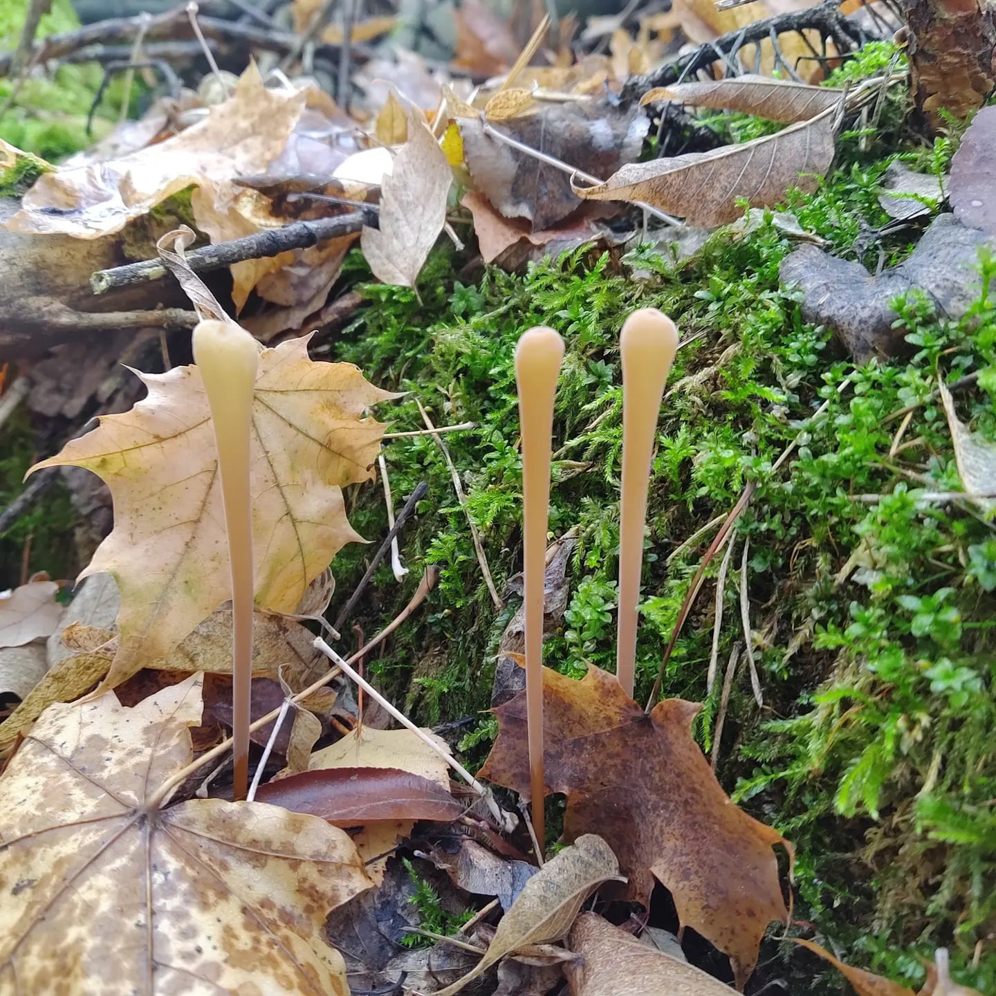 Смотрите, какие необычные грибы