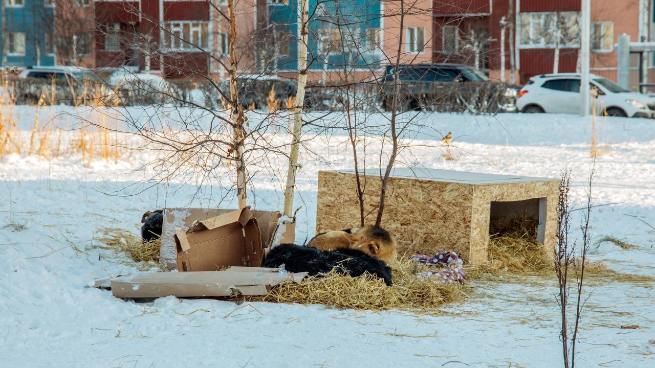 Инициатива наказуема: в Сургуте жители обустроили будки для бездомных собак и чуть не получили штраф