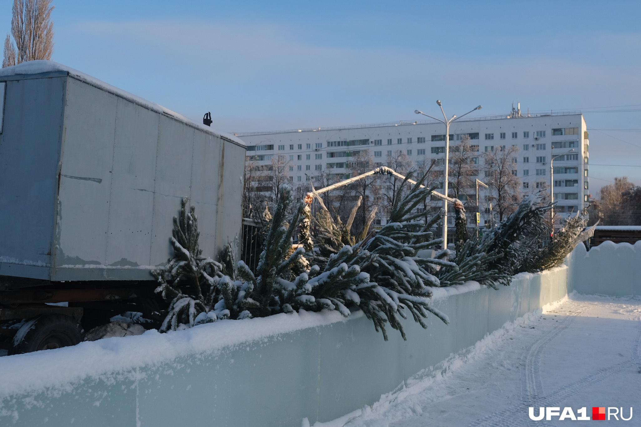 Рядом с городком — елочный базар