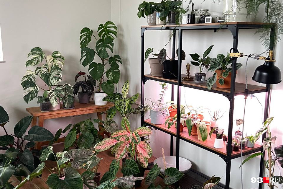 13 комнатных растений, которые легко вырастить из семян в домашних условиях. Фото — Ботаничка