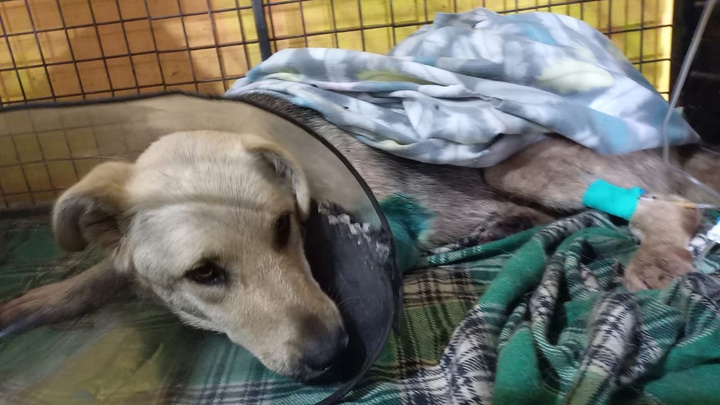 «Кровавое месиво»: неравнодушные красноярцы нашли собаку с раздробленной поездом лапой