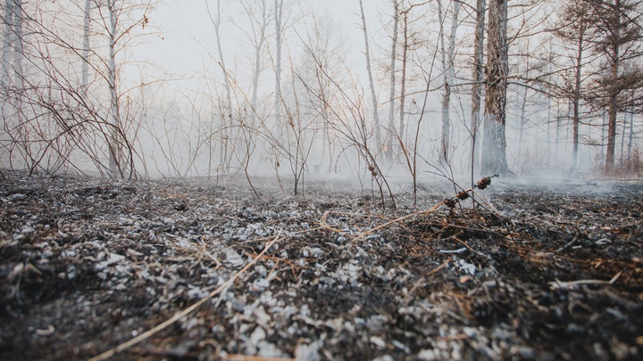 СК возбудил уголовное дело из-за гибели сотрудника лесхоза при тушении лесного пожара в Приангарье
